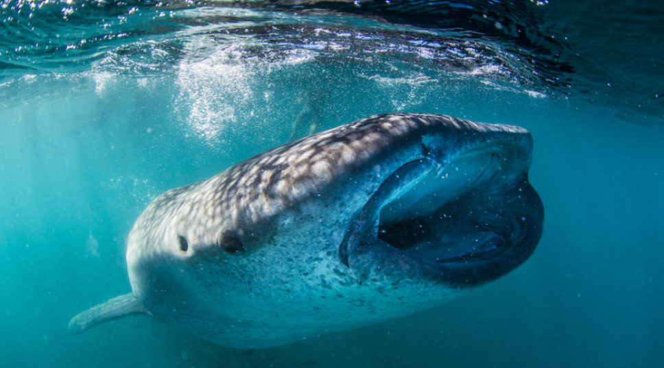 Yes, You Can Swim with Whale Sharks in the Bay Jacques Cousteau Called 'The World’s Aquarium'